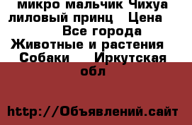 микро мальчик Чихуа лиловый принц › Цена ­ 90 - Все города Животные и растения » Собаки   . Иркутская обл.